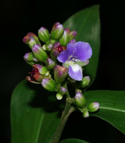 Foto de Ginger azul