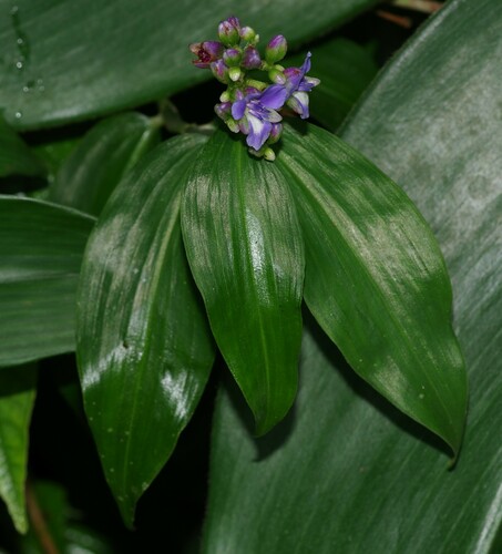 Foto de Ginger azul
