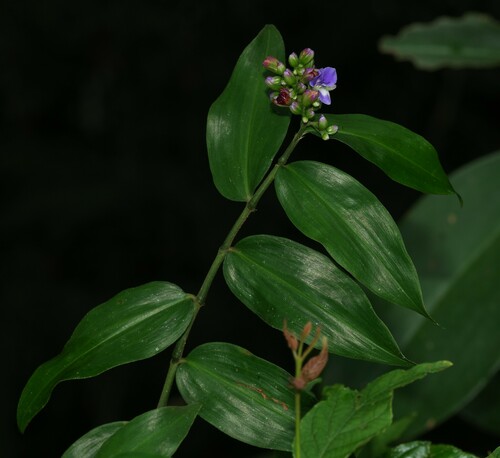 Foto de Ginger azul