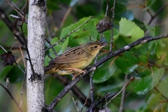 Locustella lanceolata