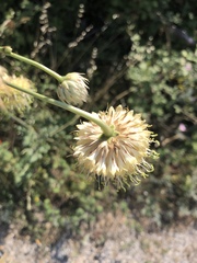 Cephalaria ambrosioides