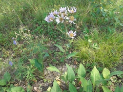 Aster tataricus