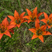 Lilium philadelphicum philadelphicum - Photo (c) Janet Nelson, some rights reserved (CC BY-NC-ND), uploaded by Janet Nelson