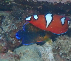 Centropyge potteri
