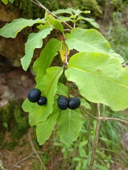 Lonicera nigra