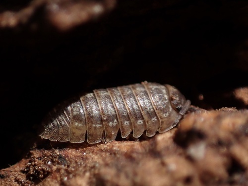 Armadillidium assimile