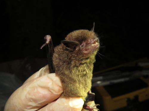 Riparian Myotis
