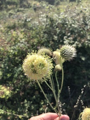 Cephalaria ambrosioides