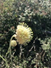 Cephalaria ambrosioides