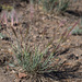 Elymus elymoides - Photo (c) Neil Gilham,  זכויות יוצרים חלקיות (CC BY-NC), uploaded by Neil Gilham