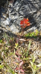 Castilleja miniata dixonii