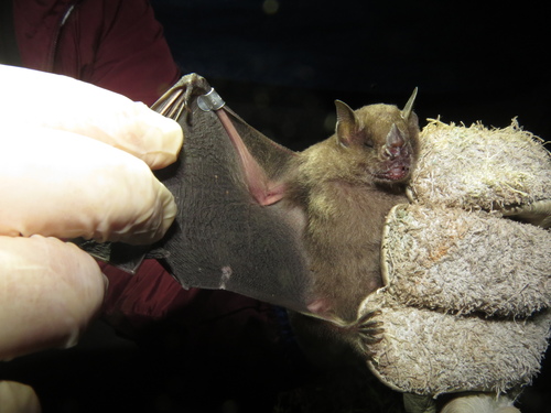 Little Yellow-shouldered Bat