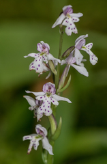 Galearis rotundifolia