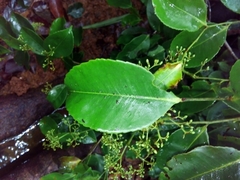 Humiriastrum diguense