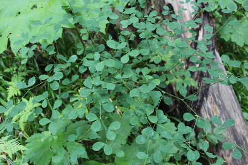 Image of Lathyrus roseus by (c) Dmitriy Bochkov, some rights reserved (CC BY)