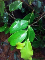 Humiriastrum diguense