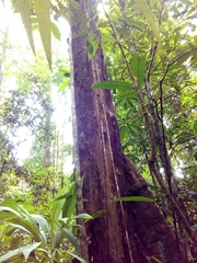 Humiriastrum diguense