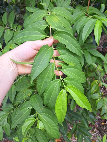 Old Women's Walking Stick (Koanophyllon albicaule)