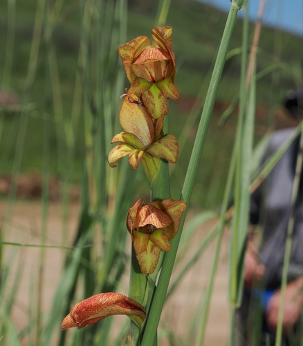 Image of Gladiolus dalenii by (c) desertnaturalist, some rights reserved (CC BY)