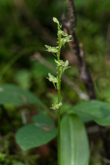 Platanthera obtusata