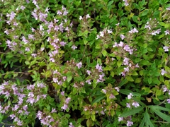 Thymus curtus