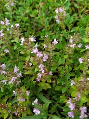 Thymus curtus