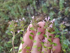 Thymus curtus