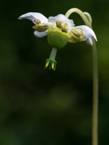 One-flowered Wintergreen