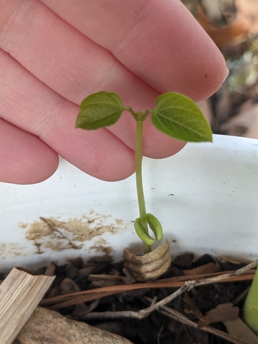 trailing fuzzy-bean (Strophostyles helvola)