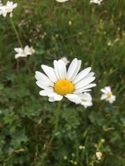 Tripleurospermum caucasicum