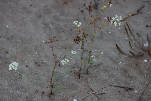Image of Dasispermum hispidum by (c) Tony Rebelo, some rights reserved (CC BY-SA)