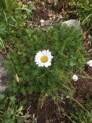 Tripleurospermum caucasicum