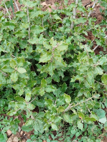 Kermes oak