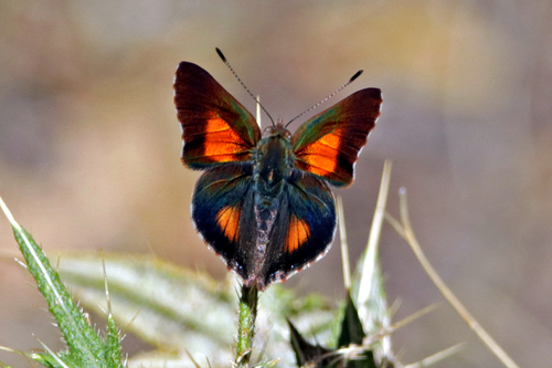 Bright Copper