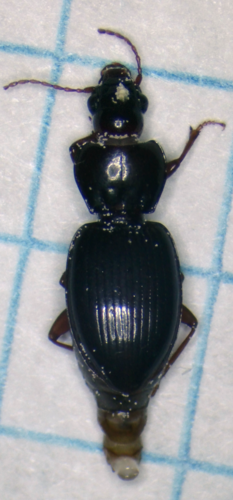 Pterostichus punctiventris