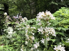 Campanula lactiflora