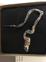 Lampropeltis multifasciata