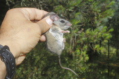 Peromyscus gratus