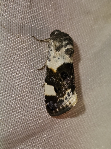 Pale Shoulder