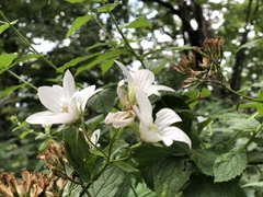 Campanula lactiflora