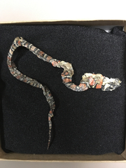 Lampropeltis multifasciata