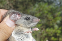 Peromyscus gratus