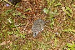 Peromyscus gratus