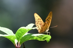 Argynnis sagana