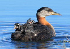 Red-Necked Grebe photo 5
