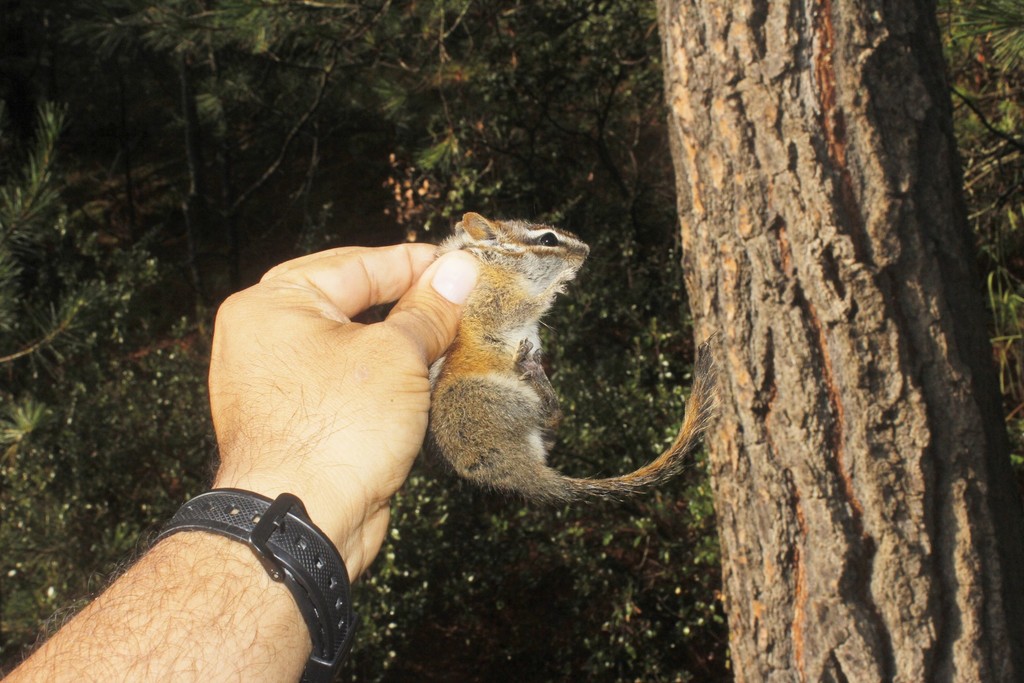 chipmunk