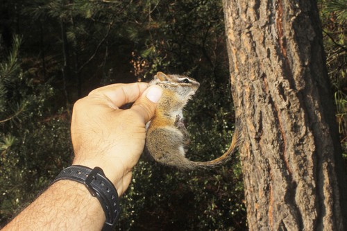 Sierra del Carmen Chipmunk