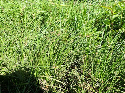Image of Isolepis prolifera by (c) Arnim Littek, some rights reserved (CC BY)