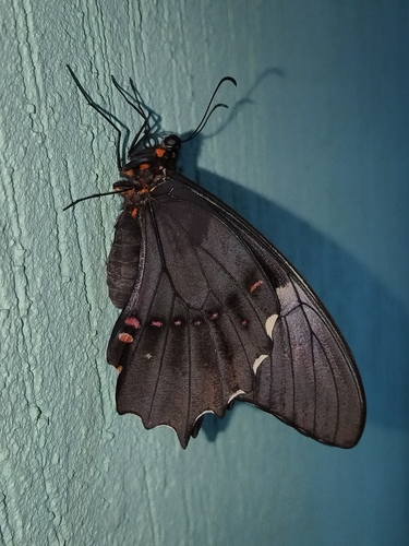 pink-spotted swallowtail