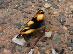 Junonia hierta cebrene